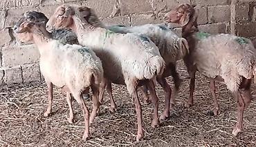 Salam yeke dişdi qoyunardi lalafo.az -da Salam yeke dişdi qoyunardi