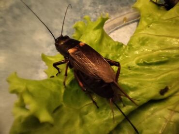 малек форели цена: Сверчок двупятнистый (Gryllus Bimaculatus), кормовой объект. Предимаго