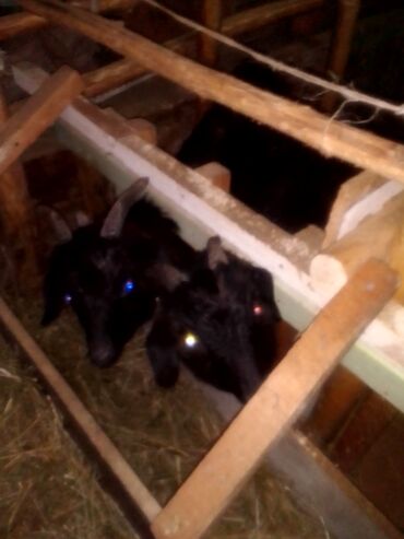 Козы, козлы: Продаю | Козлёнок | Для разведения — 7