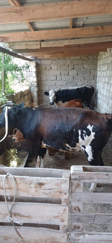 simental inek satışı: Dişi, il: 2, Ətlik, Ödənişli çatdırılma