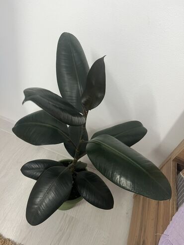 продам шиповник: Фикус эластика (Ficus elastica, «Каучуковое дерево») в горшке. - Сорт
