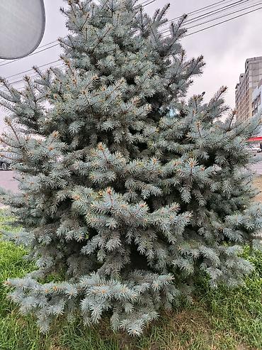 ёлка голубая: Ель колючая (Picea pungens), известная как «голубая ель». - Сортовая — 3