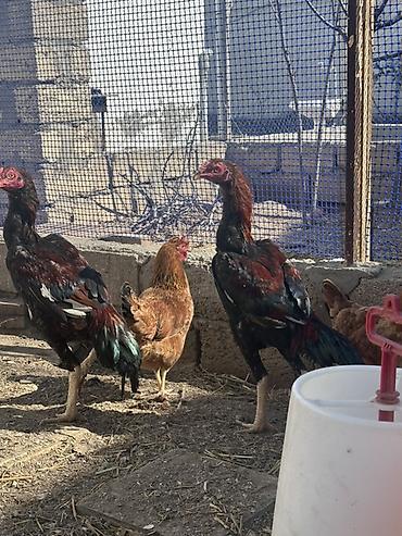 Xoruzlar: Xoruz, il: <1 — 8