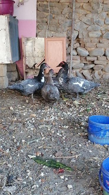 cex quşlar: Macar xoruz 7 aylıq MACAR FERE 8 AY 12 GÜNLÜK 2 DENEDE LAVANDA FERE 7 — 2