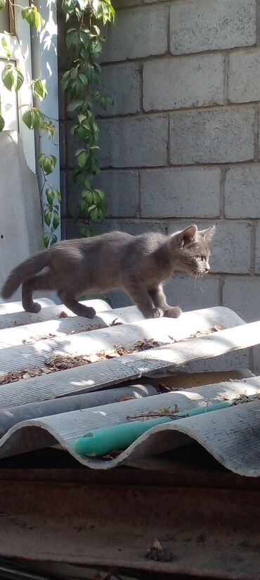 кошка домик: Котятам 2 месяца - Возраст: на фото — молодые котята, уже активно