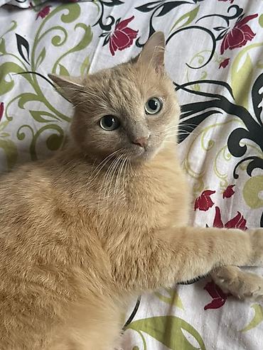 рыжий: Отдаю кота в добрые руки! Приучена к лотку, кастрирован. Пушистая — 1