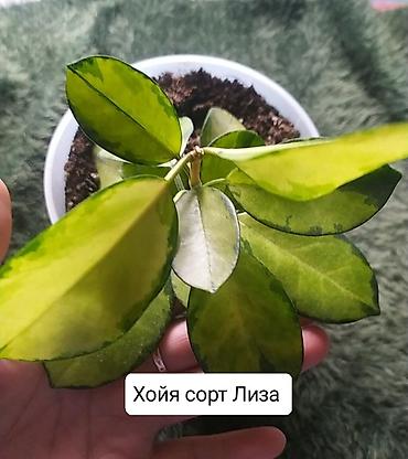 Другие комнатные растения: Продаю коллекцию Хойя — 8