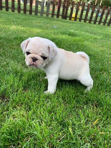 Healthy Pug puppies ready to join new families and friends. They will