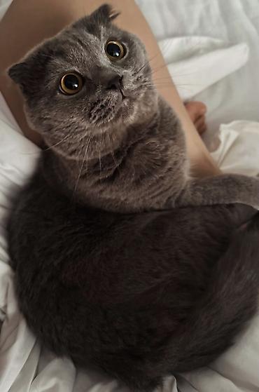 scottish fold: Котята породистые метисты. Полу шотландские полу британские котята — 3