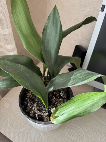 Otaq bitkiləri: Güllər satılır dibçəkdə, hamısını götürənə endirim. Birinə aiddir — 4