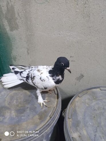 Göyərçinlər: Qara-ağ ləkəli dekorativ göyərçin - Rəng: baş və boyun hissəsi tünd -da lalafo.az — 8 Göyərçinlər: Qara-ağ ləkəli dekorativ göyərçin - Rəng: baş və boyun hissəsi tünd — 8