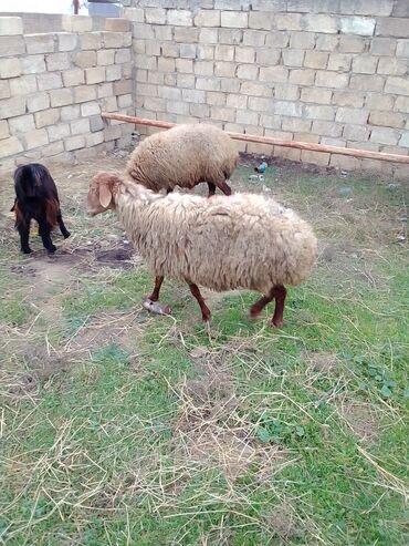 Qoyunlar, qoçlar: Qiymət cütünə ayıdır real alıcıya endirim olacaq boğaz heyvan di — 13