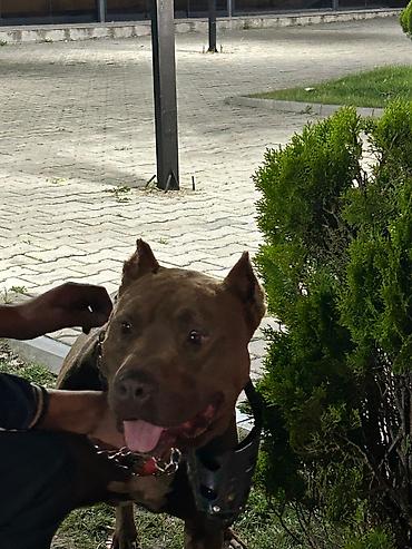 gencede heyvanlar: Pitbul — 1