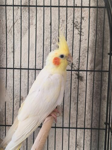 Tutuquşları: Korella Karella tutuqusu papuqay sevgi quşu nerazlucnik valnist 14 — 17