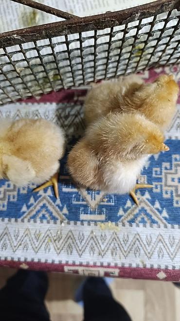 Cücələr: Salam herkese bayraminiz mubarek _xarkov qənbəri_ lider55_ sereblis _ — 2