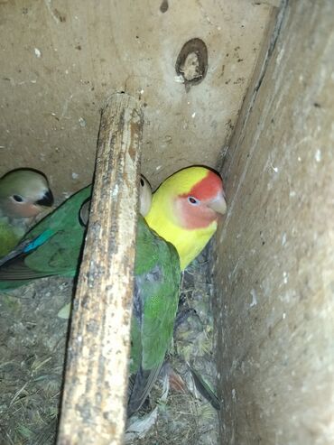 Tutuquşları: Məhsul: Agapornis (Sevgi quşları) cütləri və yuvalama dəstləri — 14