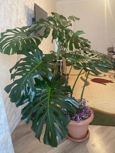 Otaq bitkiləri: Monstera bitkisi