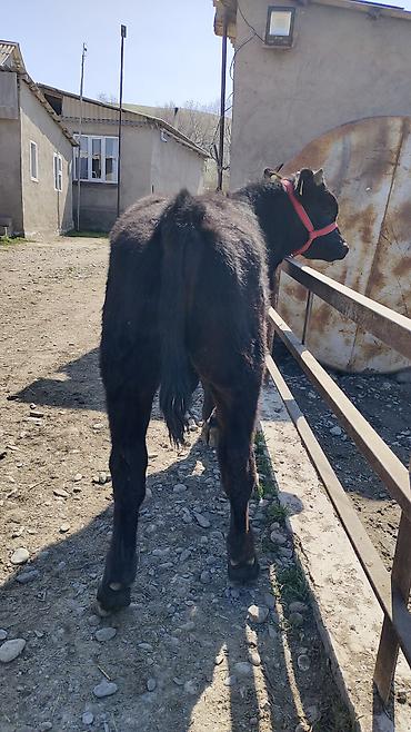 Коровы, быки: Продаю | Бык (самец) | Бельгийская | На откорм | Привязанные — 5