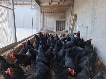 Cücələr: Toyuq cücələri, Damazlıq, Rayonlara çatdırılma, Ödənişli çatdırılma, Ünvandan götürmə — 11