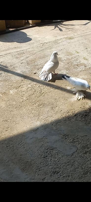 toyuq cuce alqi satqisi: Salam 2 eded erkek göyerçin satılır seliqeli heyvanlardı — 1