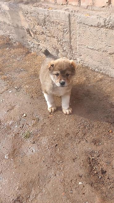 Продажа собак: Алабай, 1 месяц, Самец — 8