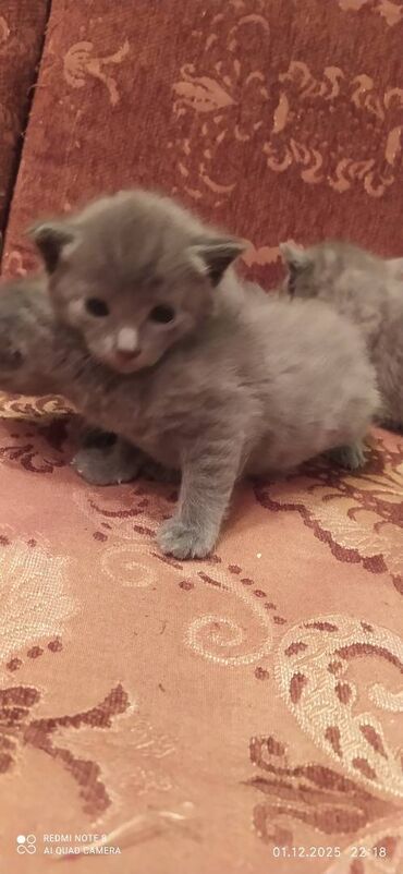 Pişiklər: Britan, Erkək, Dişi — 6