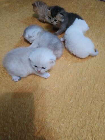 Oyuncaqlar: Sotland şinşilalar temiz cinsdi ana blek gold sinsilla,ata silver — 4