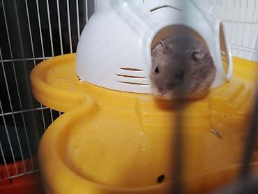 Heyvanlar üçün mallar: Xamyak üçün tam dəst qəfəs HAMSTERLE BIRLIKDE. Zabratdan götürülmə — 4