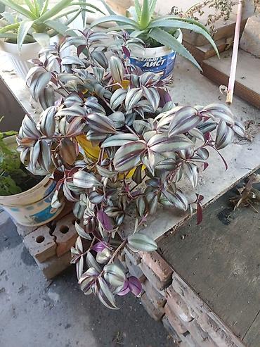 традесканция: Традесканция (Tradescantia zebrina) — ампельное комнатное растение — 6