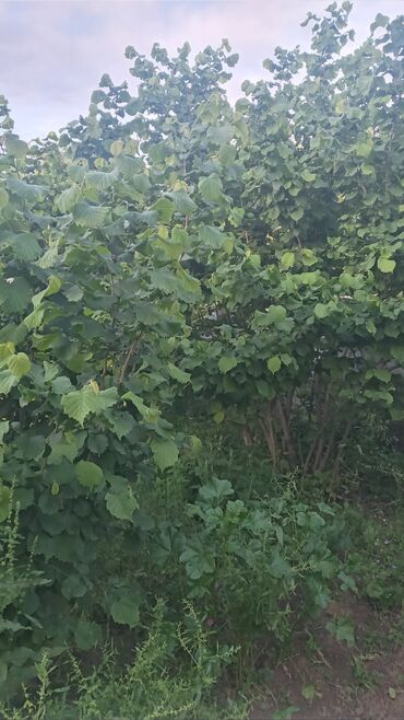 Həyət evləri və villaların satışı: 2 otaqlı, 50 kv. m — 2