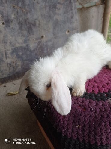 Декоративные кролики: Карликовые декоративные крольчата по 1200 сом — 2