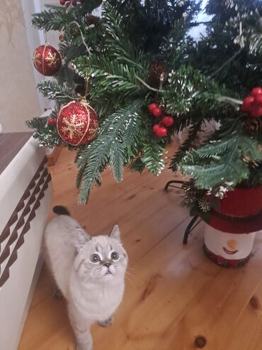 Pişiklər: Britan — 8