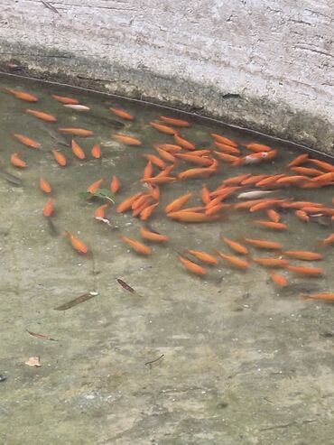 Balıqlar: Qızıl balıq, Sülhsevər, Ünvandan götürmə — 10