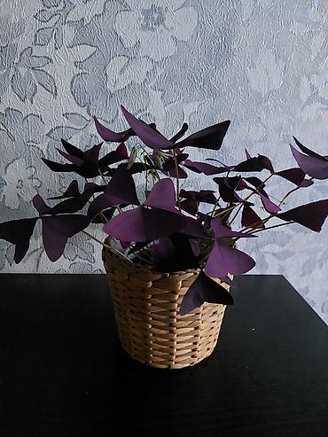 белый клевер купить: Оксалис треугольный (Oxalis triangularis), фиолетовый щавель в — 2