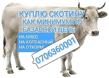 С/х животные и товары: Колбасный цех : Коровы, быки, | На откорм — 4