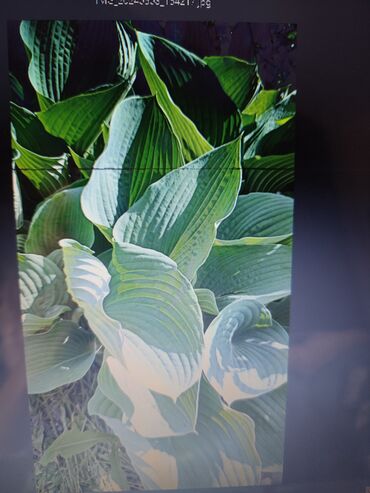 Садовые цветы и кустарники: Саженцы цветка: Платная доставка — 23