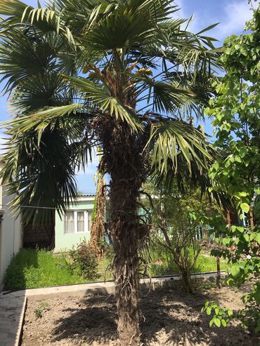 iyde agaci: Palma agaci 1200 manata satilir