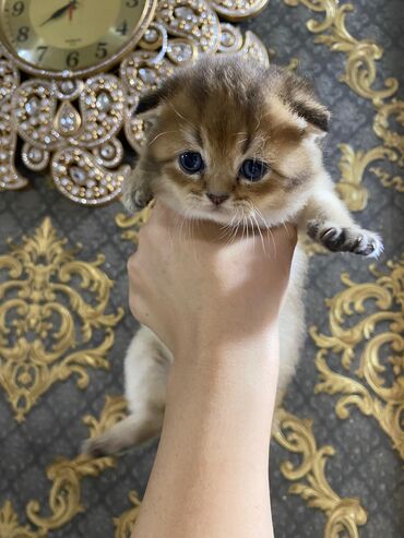 Pişiklər: Cins Paroda pişikləri. Şotland, Britan, Pers. Rəngləri də cür bə cür -da lalafo.az — 14 Pişiklər: Cins Paroda pişikləri. Şotland, Britan, Pers. Rəngləri də cür bə cür — 14