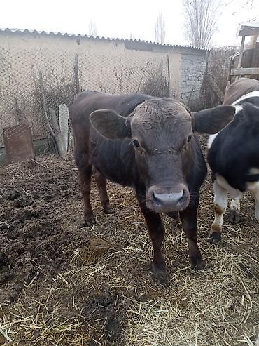 Коровы, быки: Продаю | Бык (самец) | На откорм — 12