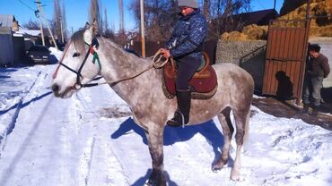 Лошади, кони: Продаю | Horse | Working horse