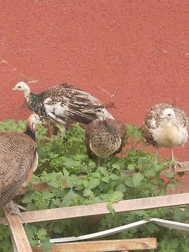 Tam sağlam tovuz quşları çəm 5 ədəddir ikisi erkək üçü dişidi və çəm lalafo.az -da — 3 Tam sağlam tovuz quşları çəm 5 ədəddir ikisi erkək üçü dişidi və çəm — 3