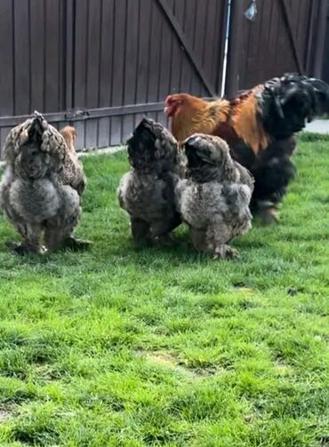 dəvəquşu yumurtası qiyməti: Damazlıq Olanlar İlk 3 Şəkil Barter--Göndərilmə Və Çatdırılma İsdəyən