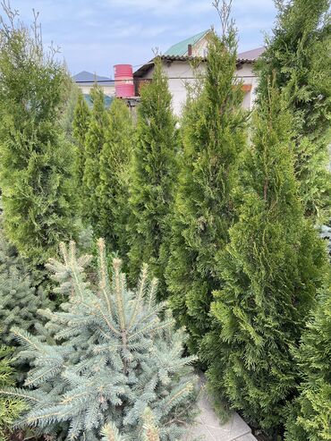 Декоративные деревья: Саженцы деревьев: Сосны, Самовывоз, Платная доставка at lalafo.kg — 4 Декоративные деревья: Саженцы деревьев: Сосны, Самовывоз, Платная доставка — 4