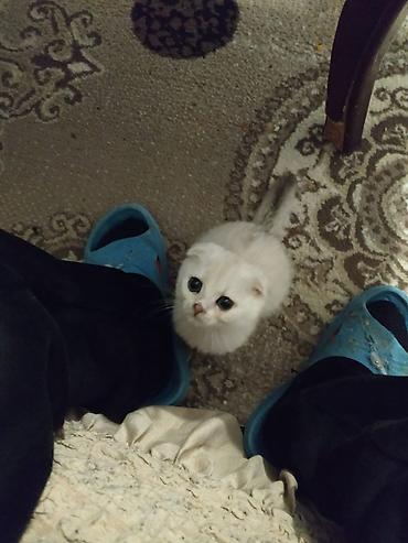 Pişiklər: Britan — 5