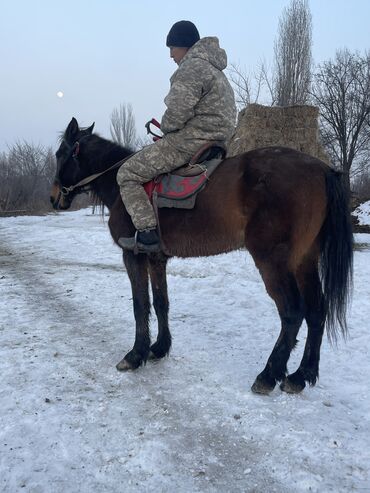 Лошади, кони: Продаю | Конь (самец) | Кара Жорго | Для разведения, Рабочий, Конный спорт | Племенные, Осеменитель