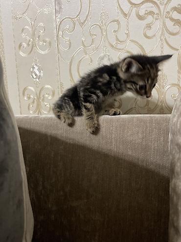 котята норвежской лесной кошки: 1 месяц, Девочка, Серый — 6