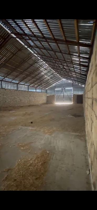 şirvanda torpaq: 700 sot, Kənd təsərrüfatı, Kupça (Çıxarış) — 6
