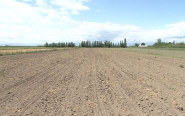 тап аз дома: 147 sot, Kənd təsərrüfatı, Kupça (Çıxarış)