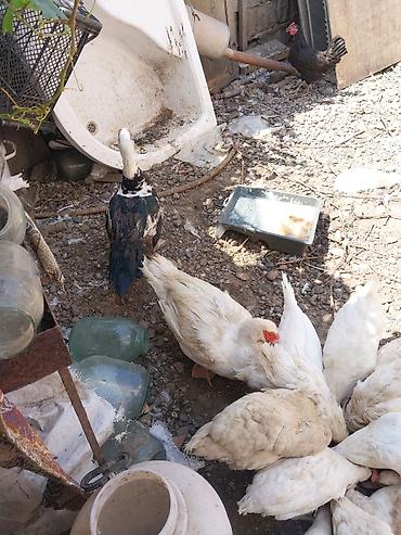 quşlar: 2 erkek 2 dişi ördək.4 bala, balanın 3 ü erkek 1i,dişi.toplam 100azn — 7