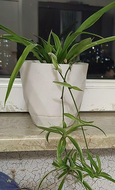 bitki dermanlari: Xlorofitum (Spider Plant) – otaq bitkisi - Növ: Chlorophytum comosum — 1
